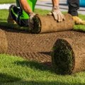 Avoiding Common Pitfalls in Turf Management: Key Mistakes to Watch Out For