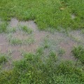 Identifying Overwatering and Underwatering Signs in Turf Management