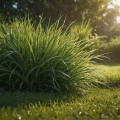 Selecting the Perfect Grass Type for Your Climate and Landscape