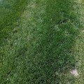 Identifying and Correcting Nutrient Deficiencies in Turf Management