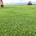 The Environmental Impact of Turf Management: Balancing Aesthetics and Sustainability