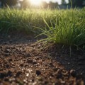Enhancing Soil Health for Thriving Turf: Effective Turf Management Strategies