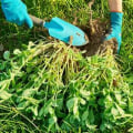 Effective Strategies for Preventing Weeds in Turf Management