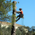 Enhance Your Lawn with Expert Large Tree Removal in Portland