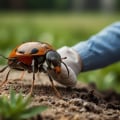 Understanding Common Turf Pests and Effective Management Strategies