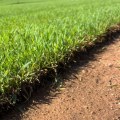 Assessing Turf Health: Key Metrics and Best Practices for Turf Management