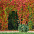 Elevate Your Yard with Expert Turf Management & Pergolas