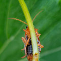 How Turf Management Supports a Healthier Outdoor Space with Pest Control Service in Sheffield, UK
