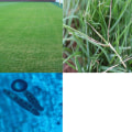 Natural Approaches to Turf Management: Preventing and Managing Turf Diseases Without Chemicals