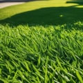 Essential Nutrient Management for Healthy Turf: A Practical Approach
