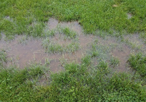 Identifying Overwatering and Underwatering Signs in Turf Management