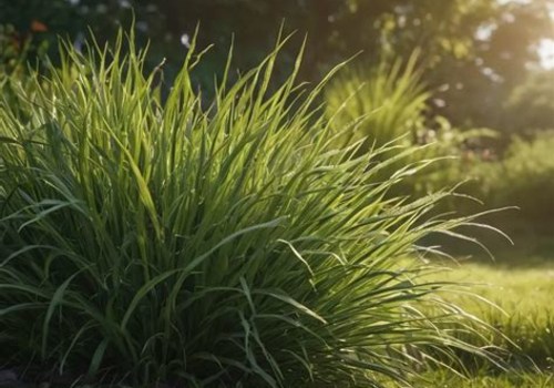Selecting the Perfect Grass Type for Your Climate and Landscape