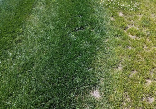Identifying and Correcting Nutrient Deficiencies in Turf Management