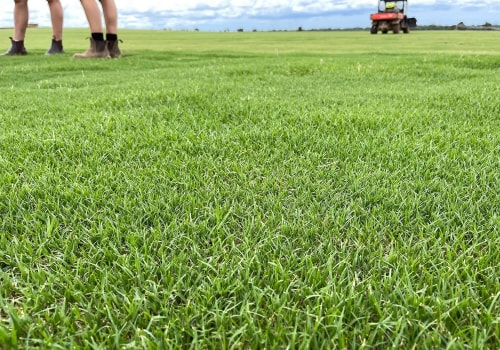 The Environmental Impact of Turf Management: Balancing Aesthetics and Sustainability