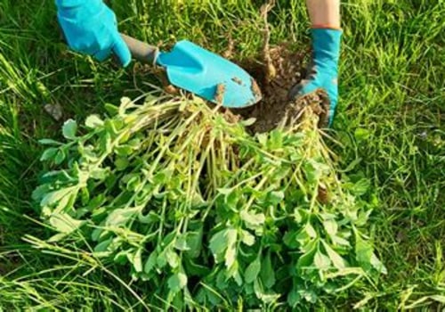 Effective Strategies for Preventing Weeds in Turf Management