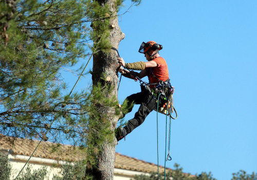 Enhance Your Lawn with Expert Large Tree Removal in Portland