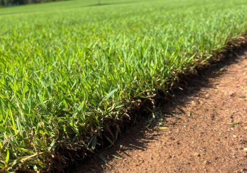 Assessing Turf Health: Key Metrics and Best Practices for Turf Management