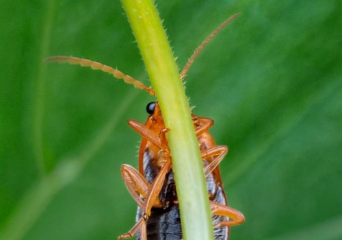 How Turf Management Supports a Healthier Outdoor Space with Pest Control Service in Sheffield, UK