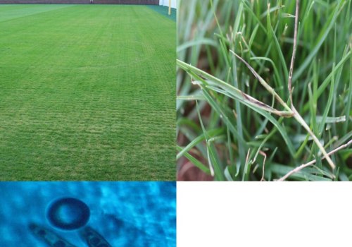 Natural Approaches to Turf Management: Preventing and Managing Turf Diseases Without Chemicals